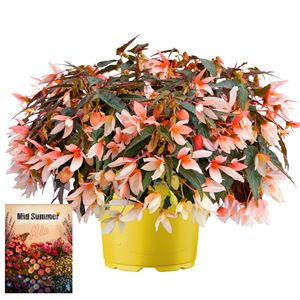 Bild von Ms P12 Begonia groovy Salmon bicolor